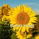 mostafa khalad Profile Picture