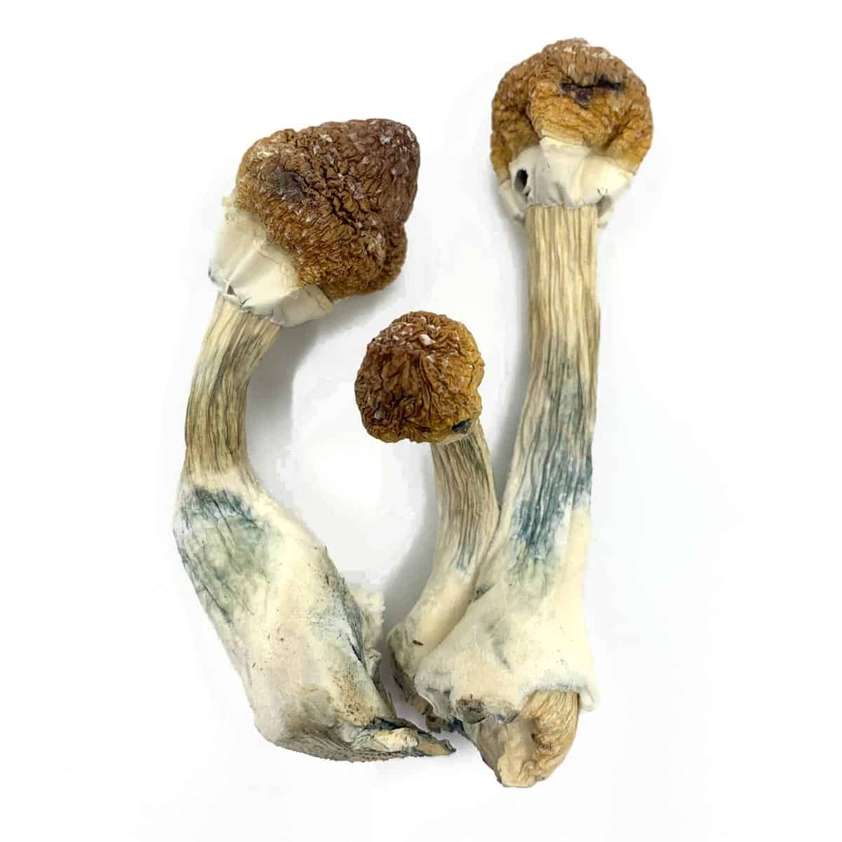 Golden Mammoth Magic Mushrooms - Magic Mushrooms Canada