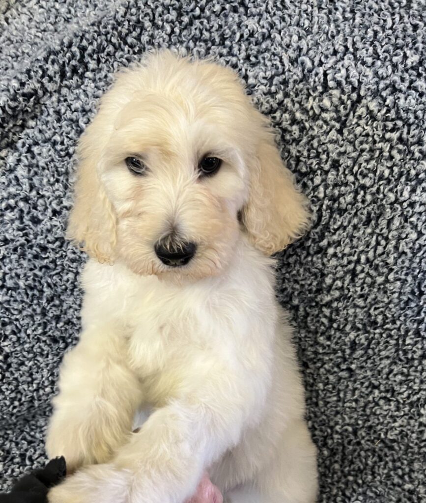 Giant Schnoodle Puppies For Sale - Debs Doodles