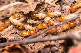 Termites Melbourne - M&R Termite Solutions