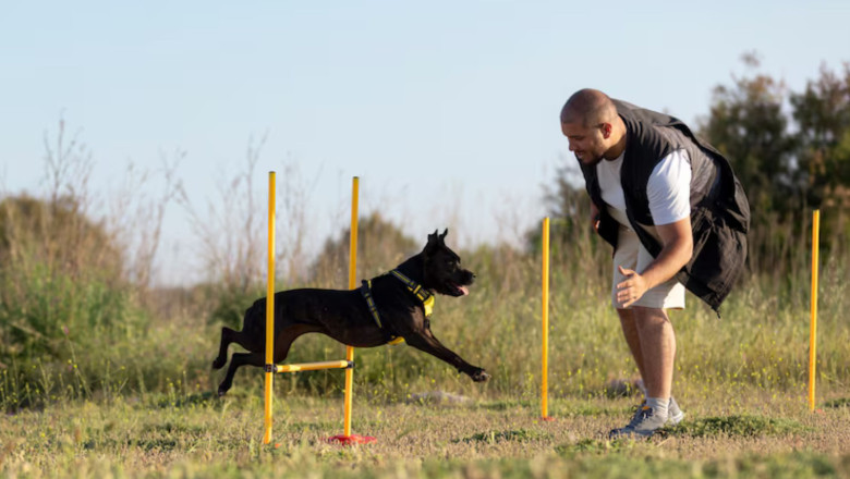 Creating Your Perfect Plan: Boarding and Training for Puppies and Dogs | Times Square Reporter