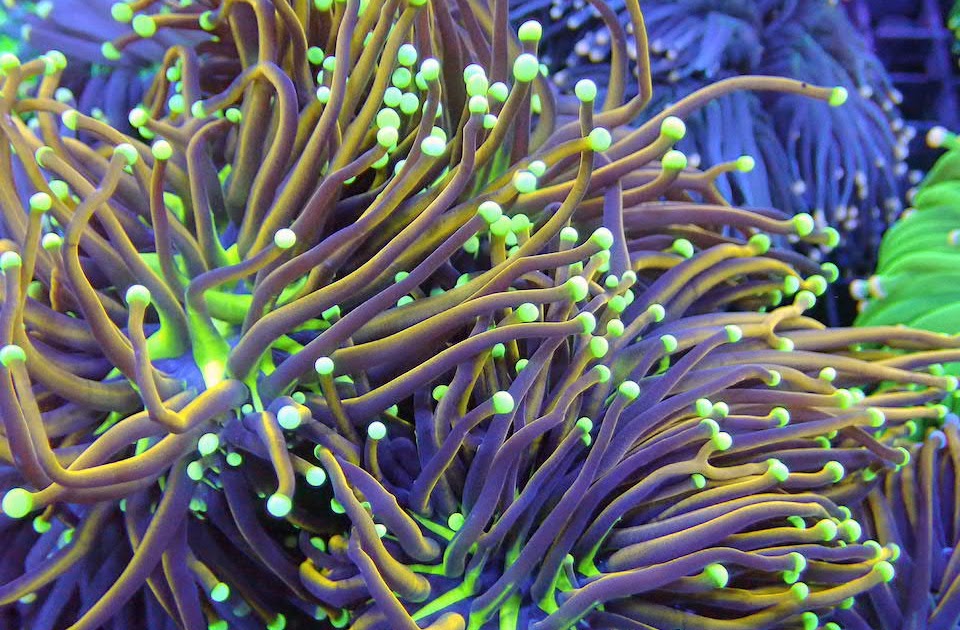 How to Choose the Right Hammer Coral for Your Aquarium