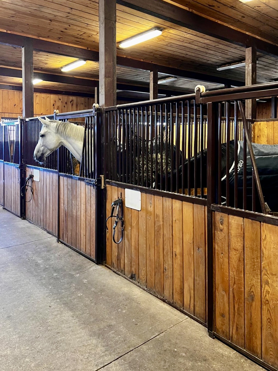 Leasing Horses Across Borders: What You Need To Know? - Click To Write