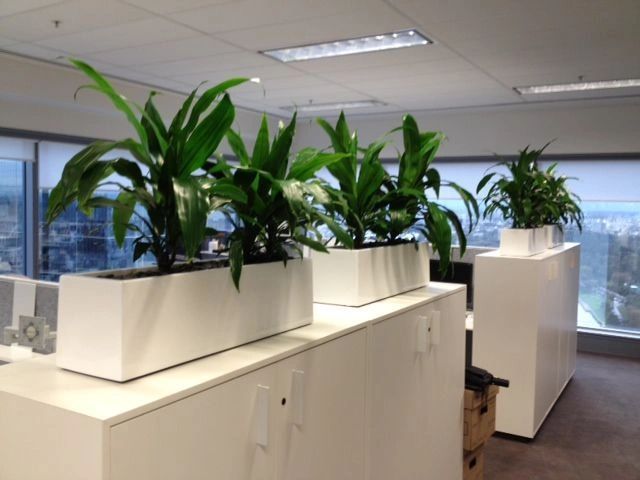 Top Reasons to Consider Indoor Plant Hire In Melbourne