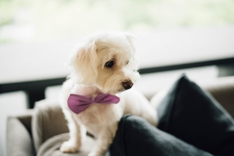 Pet Bow Ties: Because Your Furry Friend Deserves to Look Handsome